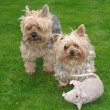 Na�e jork��rky Peggy a Deisy - im memoriam