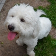Albee alias Snowie 05/2012