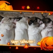 Happy Halloween!