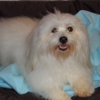 �ikulka Amy